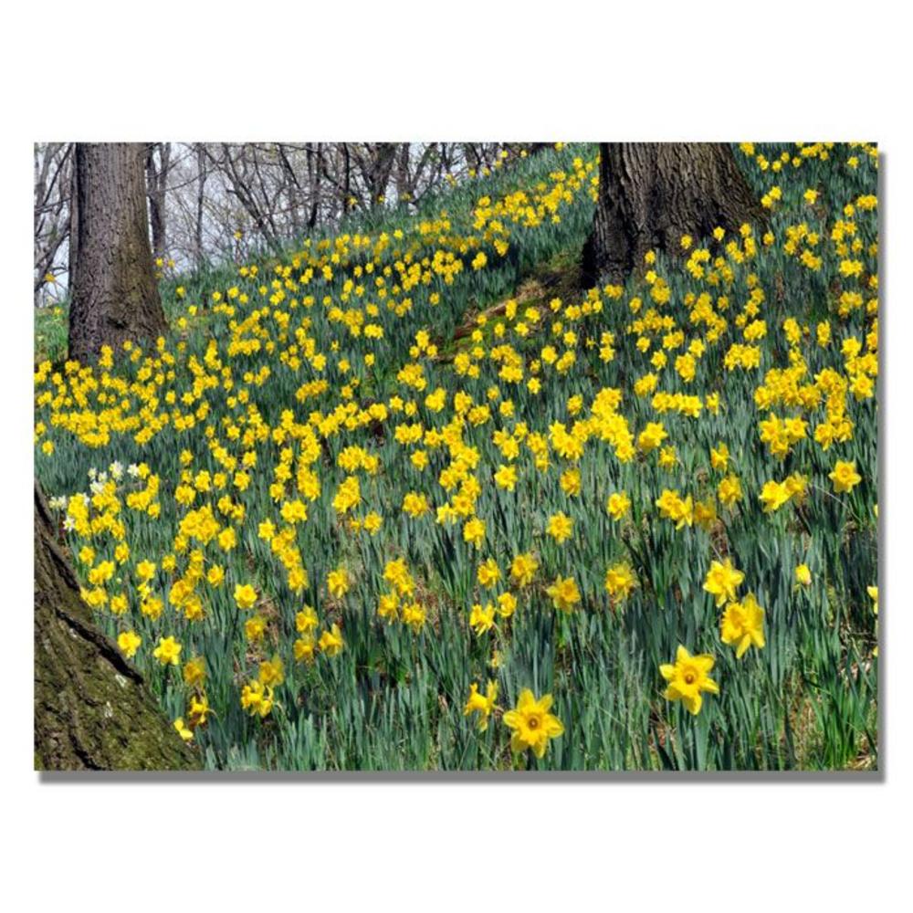 Trademark Global Kurt Shaffer 'Hillside of Daffodils' Canvas Art