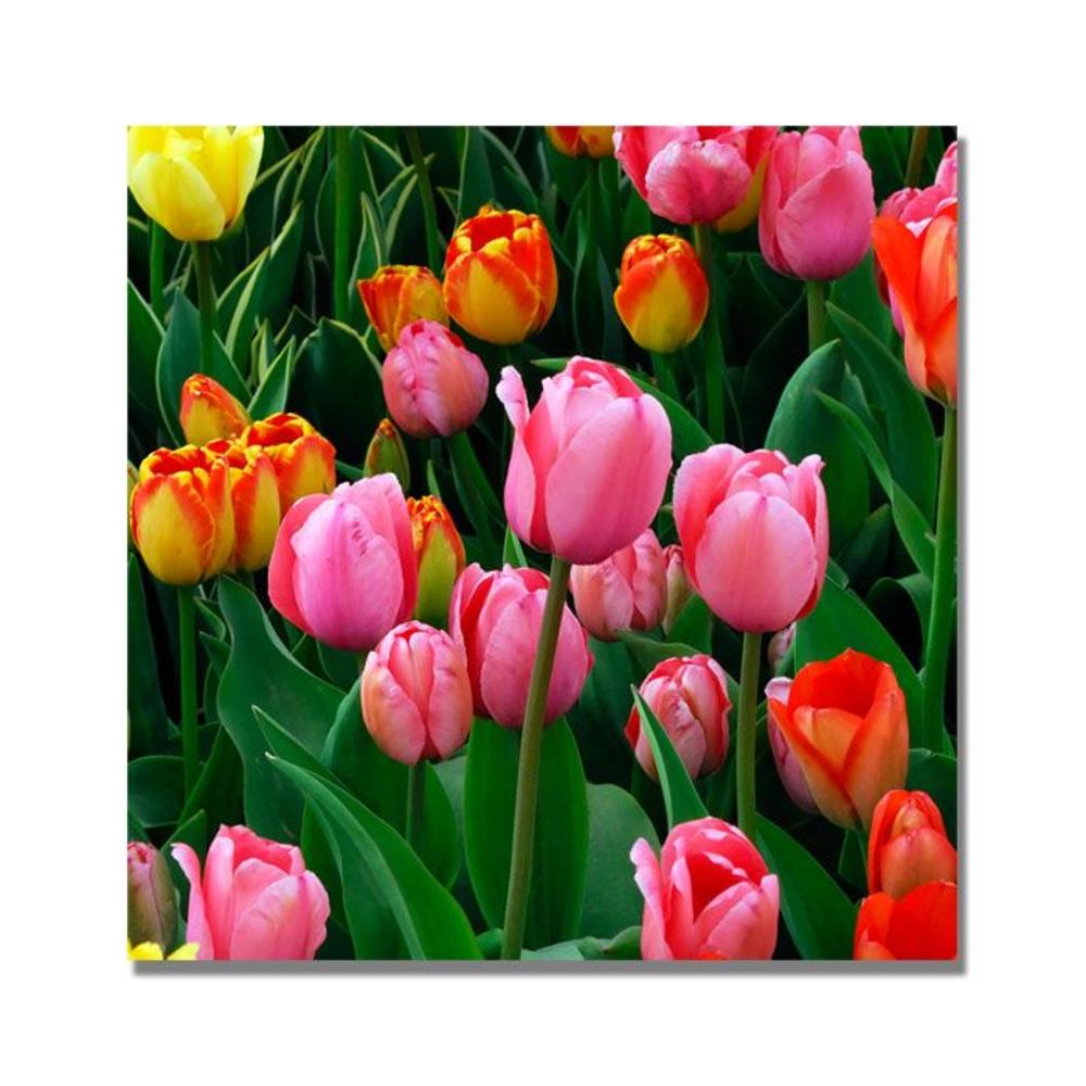 Trademark Global Kurt Shaffer 'Pink in the Middle Tulips' Canvas Art
