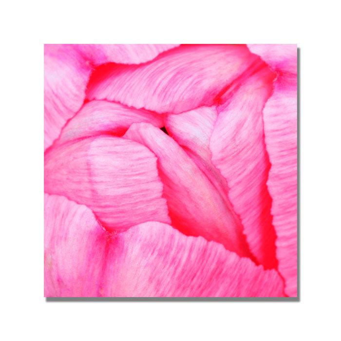 Trademark Global Kurt Shaffer 'Pink Tulip Abstract' Canvas Art