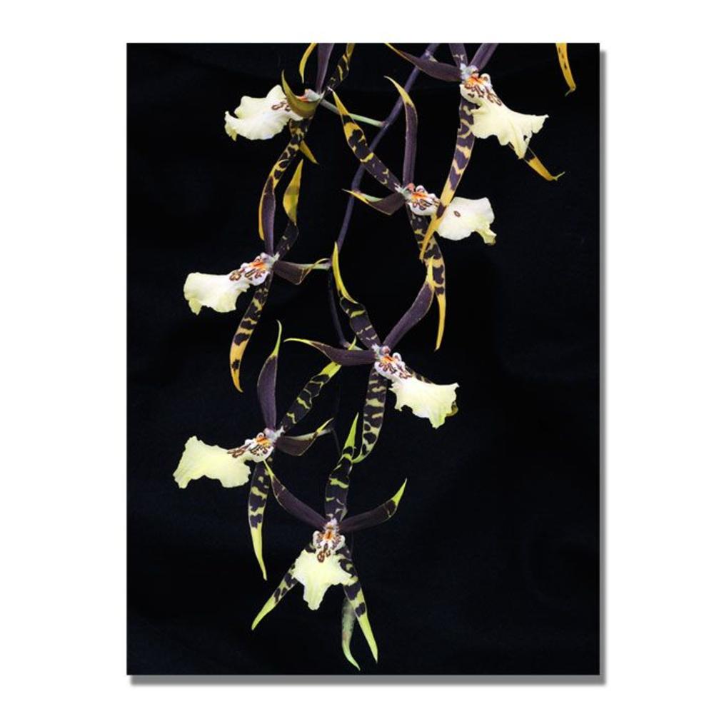 Trademark Global Kurt Shaffer 'Spider Orchid on Black' Canvas Art