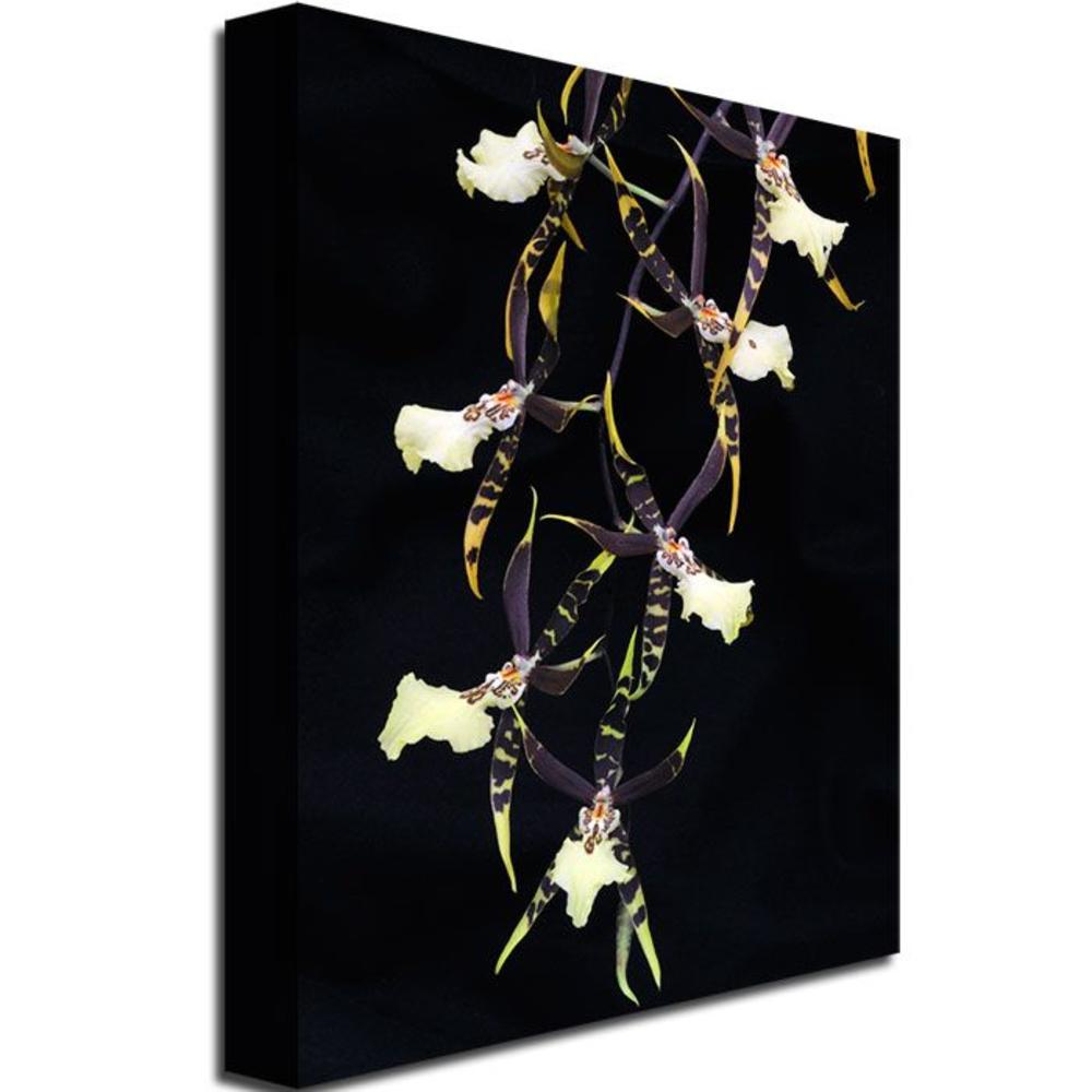 Trademark Global Kurt Shaffer 'Spider Orchid on Black' Canvas Art