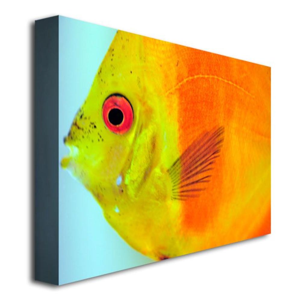 Trademark Global Kurt Shaffer 'Tropical Fish Close-up' Canvas Art