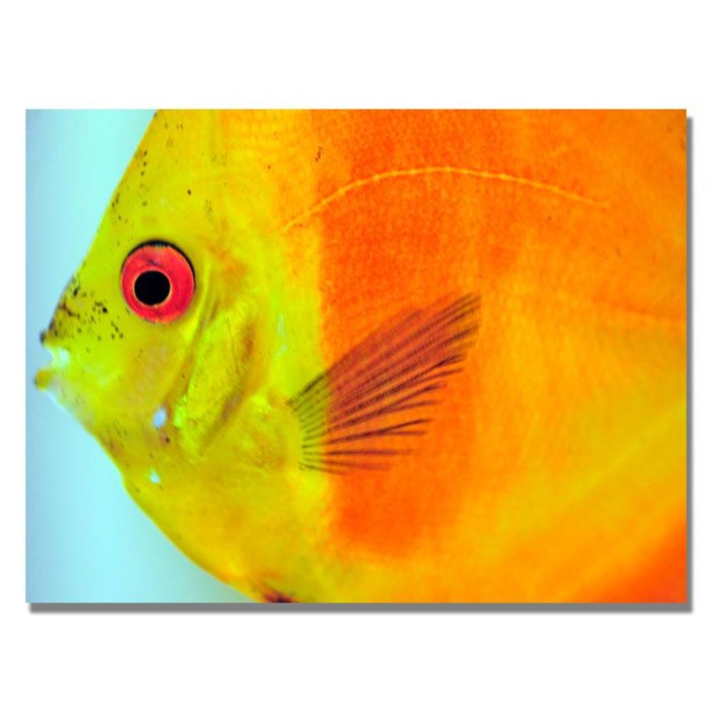 Trademark Global Kurt Shaffer 'Tropical Fish Close-up' Canvas Art