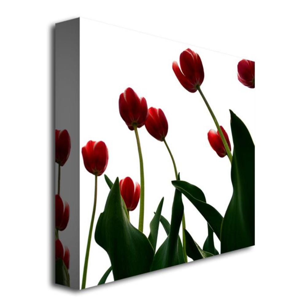 Trademark Global Michelle Calkins 'Red Tulips from Bottom Up V' Canvas Art