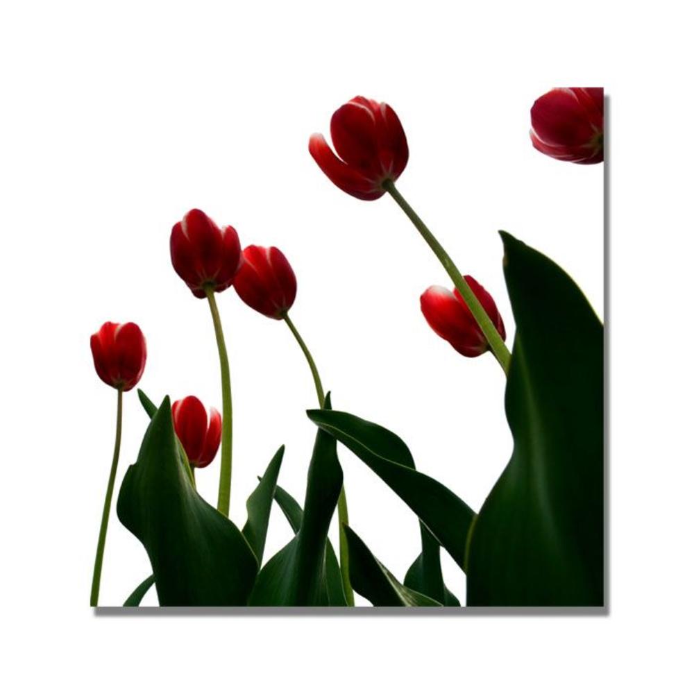 Trademark Global Michelle Calkins 'Red Tulips from Bottom Up V' Canvas Art
