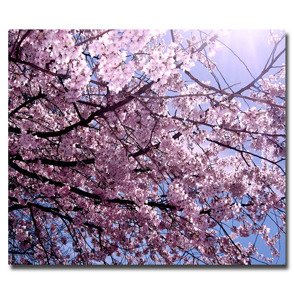 Trademark Global Ariane Moshayedi 'Cherry Blossom Flare' Canvas Art