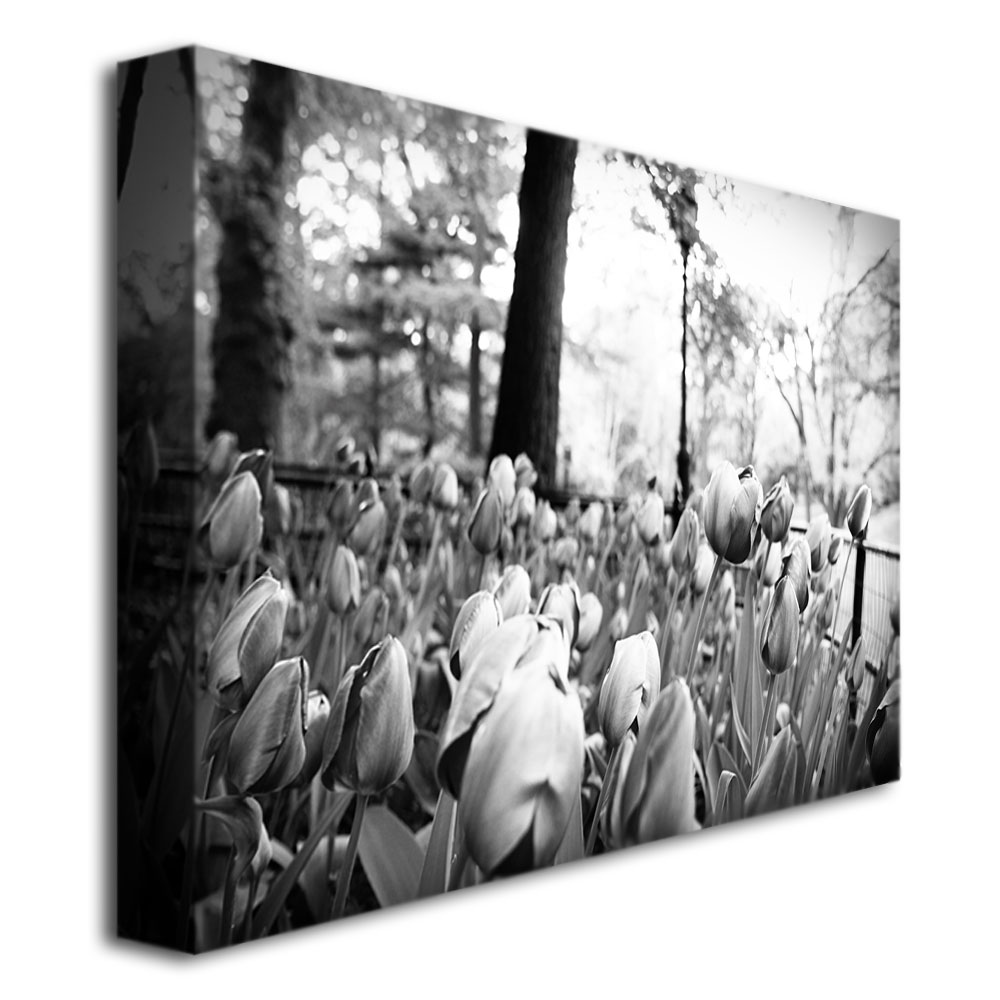 Trademark Global Ariane Moshayedi 'Blooming Tulips' Canvas Art