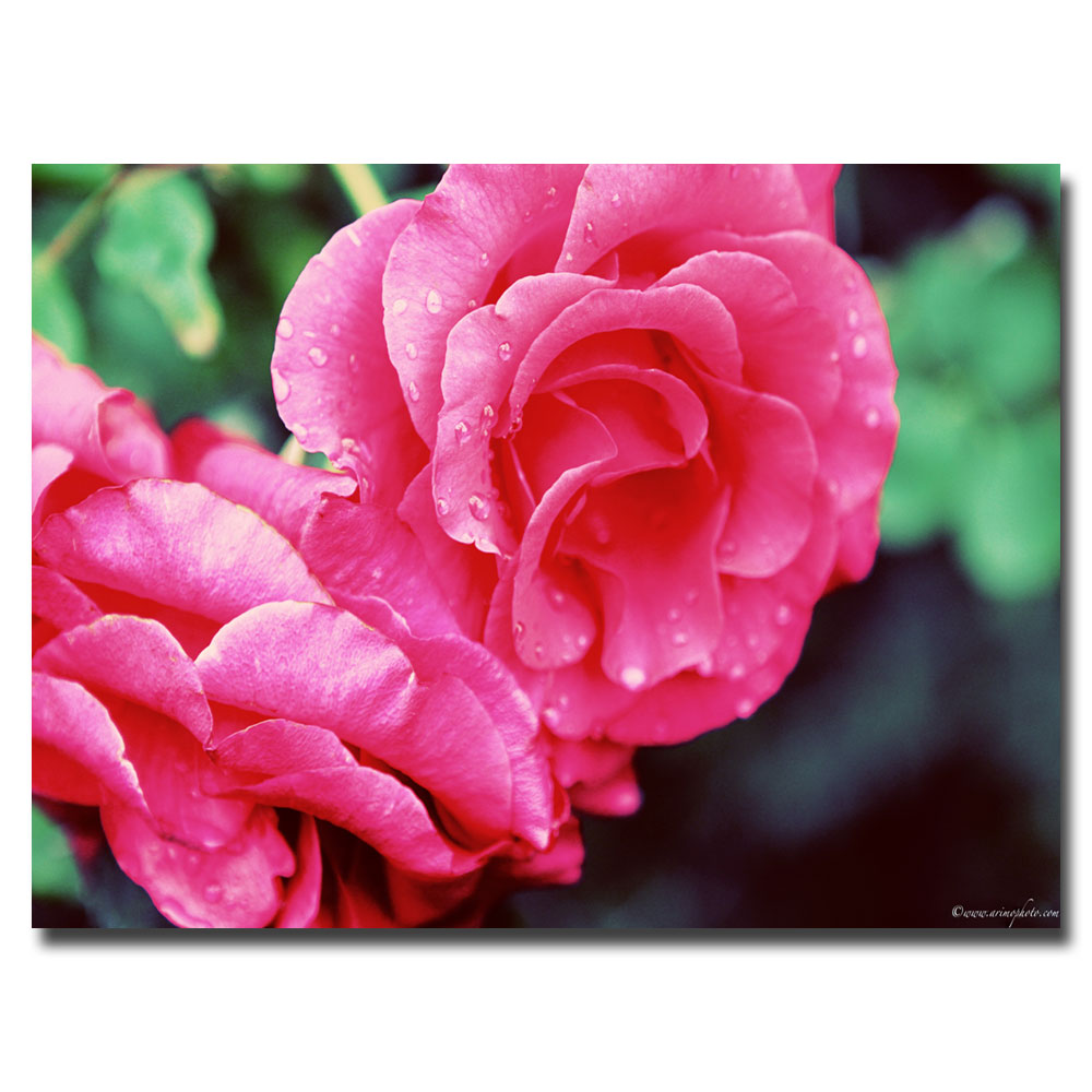 Trademark Global Ariane Moshayedi 'Rose Dew' Canvas Art
