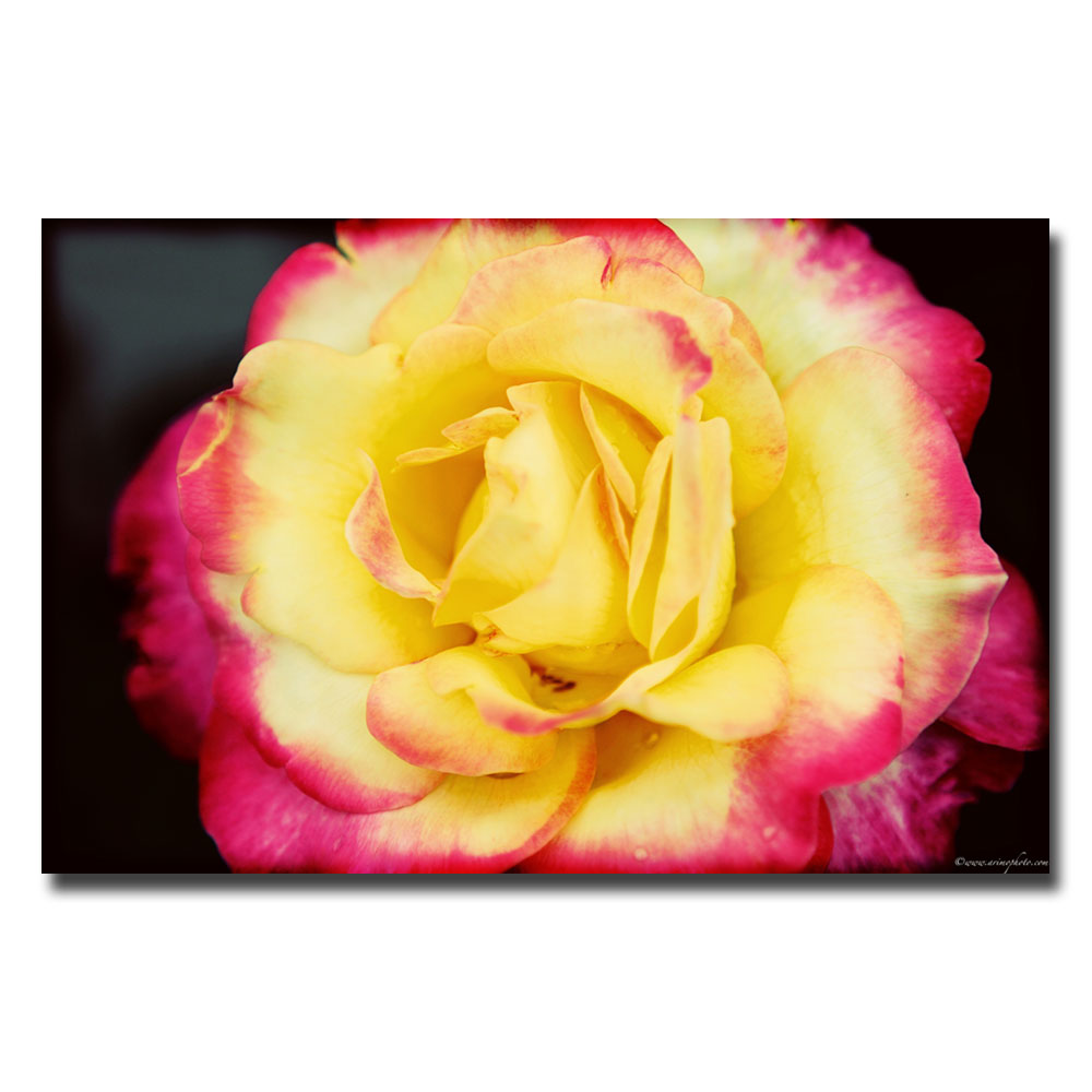 Trademark Global Ariane Moshayedi 'Yellow Rose' Canvas Art