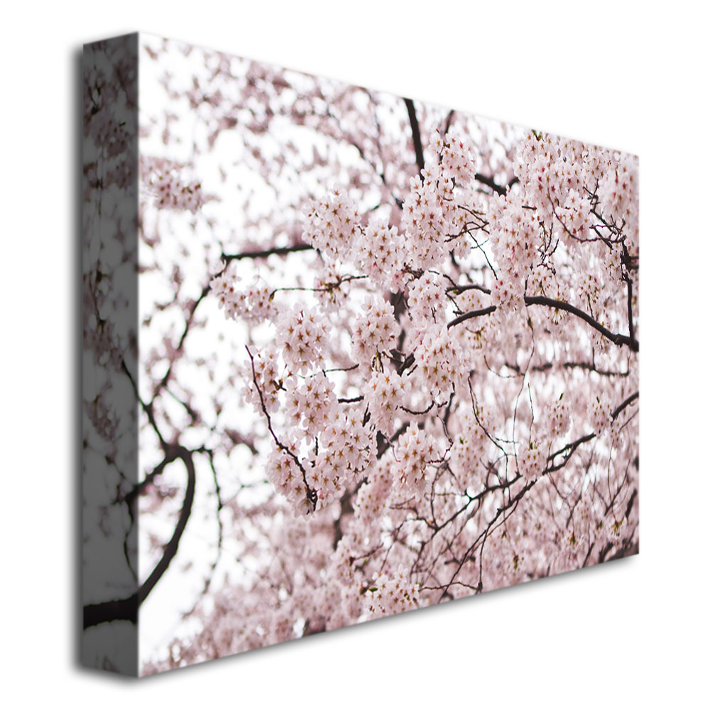 Trademark Global Ariane Moshayedi 'Cherry Blossoms' Canvas Art