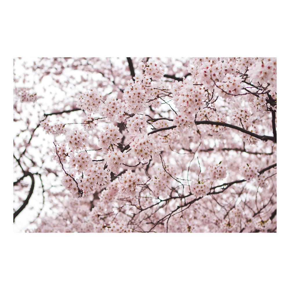 Trademark Global Ariane Moshayedi 'Cherry Blossoms' Canvas Art