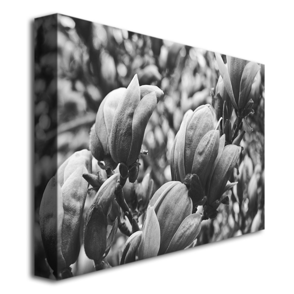 Trademark Global Ariane Moshayedi 'Closeup Magnolias' Canvas Art