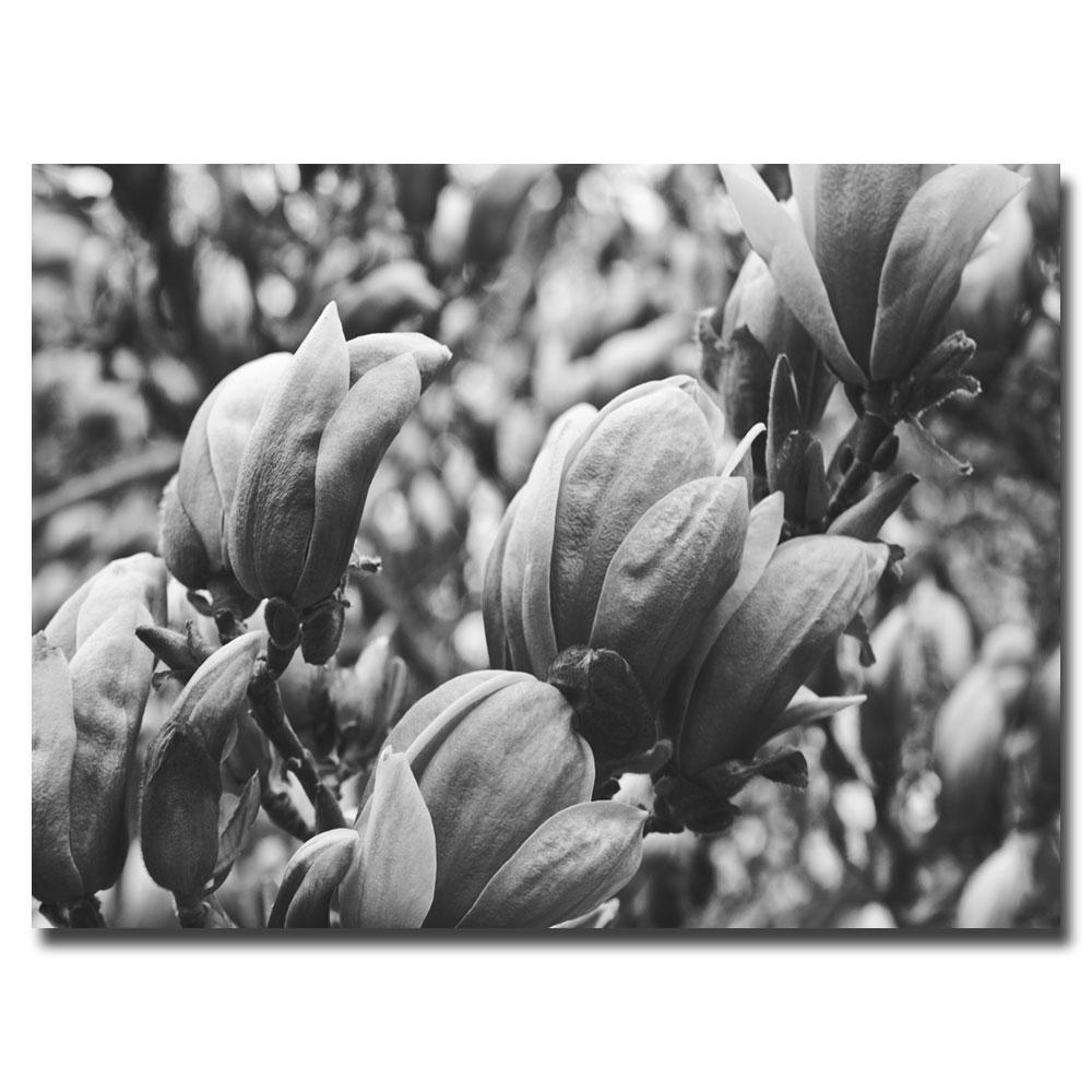 Trademark Global Ariane Moshayedi 'Closeup Magnolias' Canvas Art