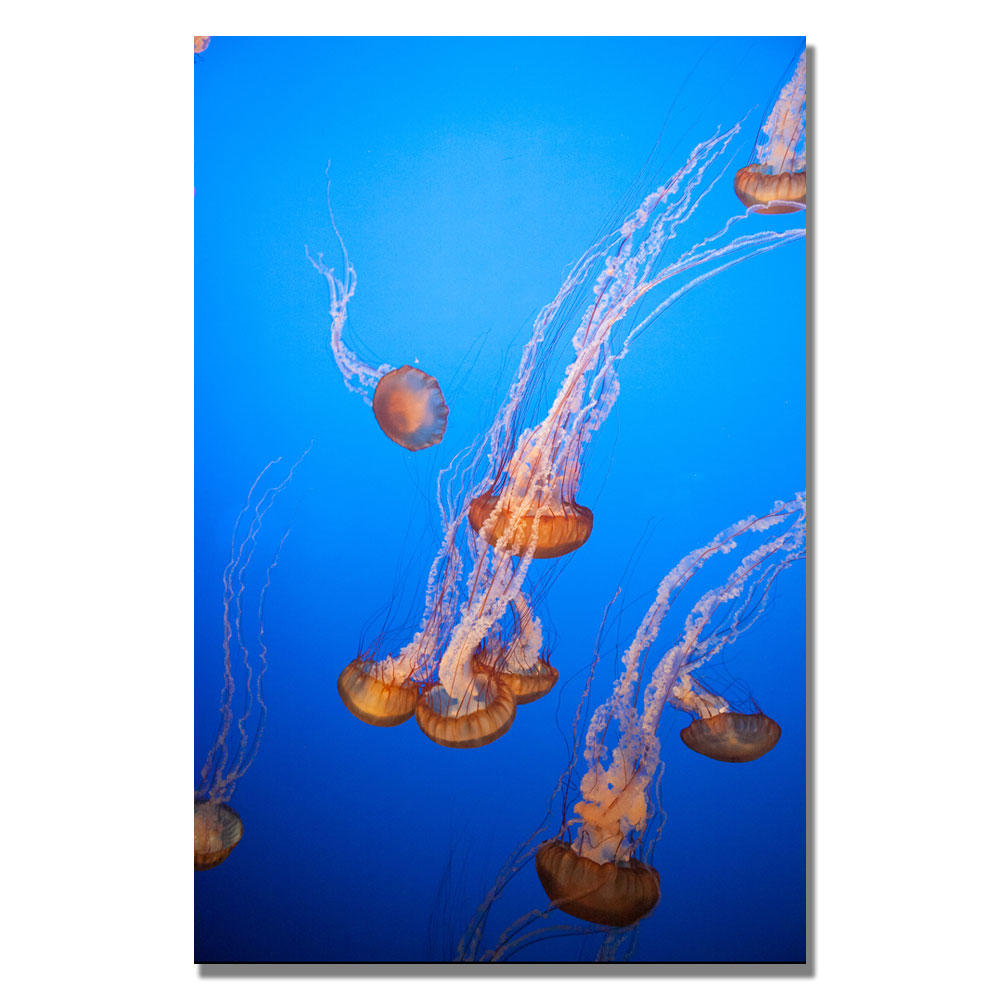 Trademark Global Ariane Moshayedi 'Jellyfish' Canvas Art