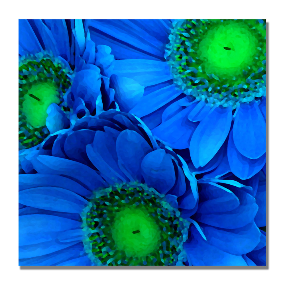 Trademark Global Amy Vangsgard 'Blue Gerber Daisies' Canvas Art