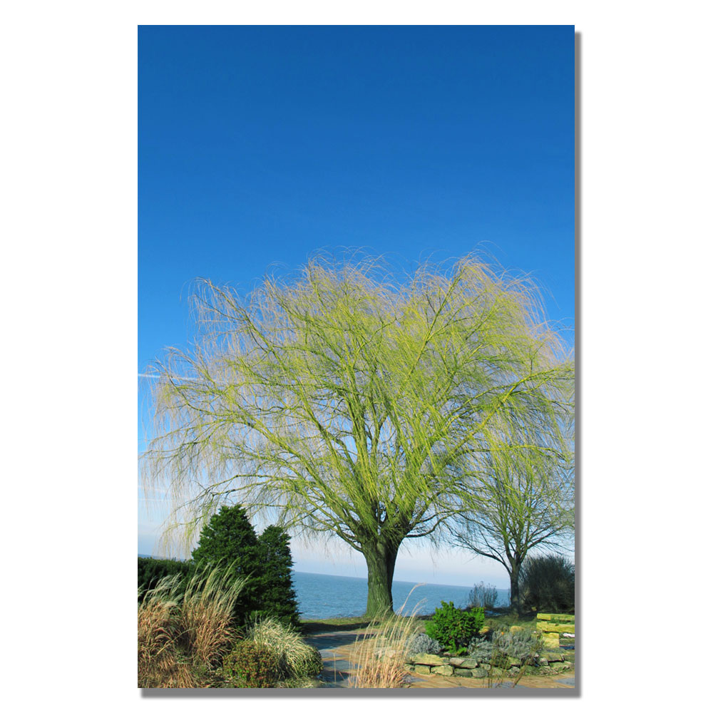 Trademark Global Kathie McCurdy 'Wind to the Willow' Canvas Art