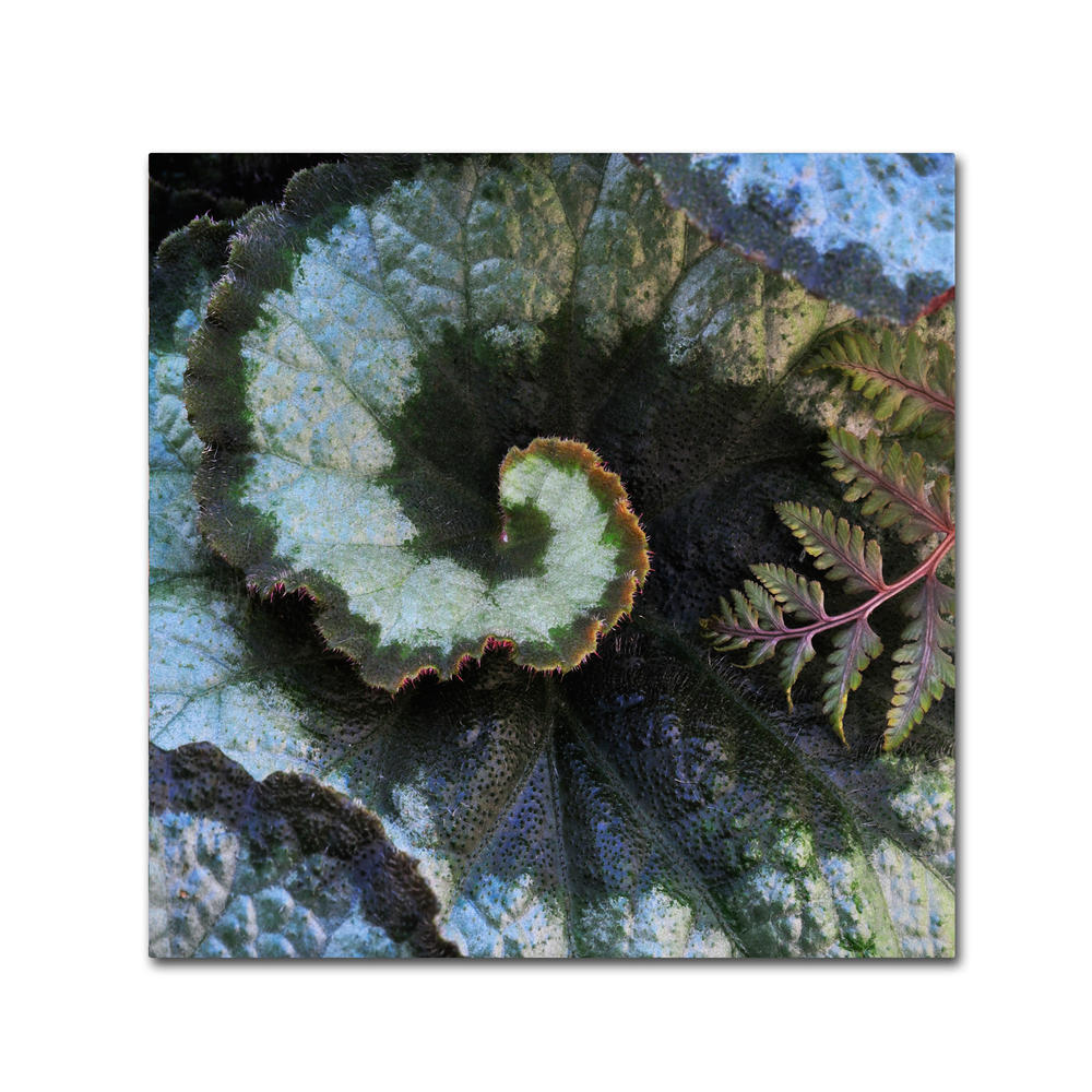 Trademark Global Kurt Shaffer 'Escargot Begonia and Fern' Canvas Art