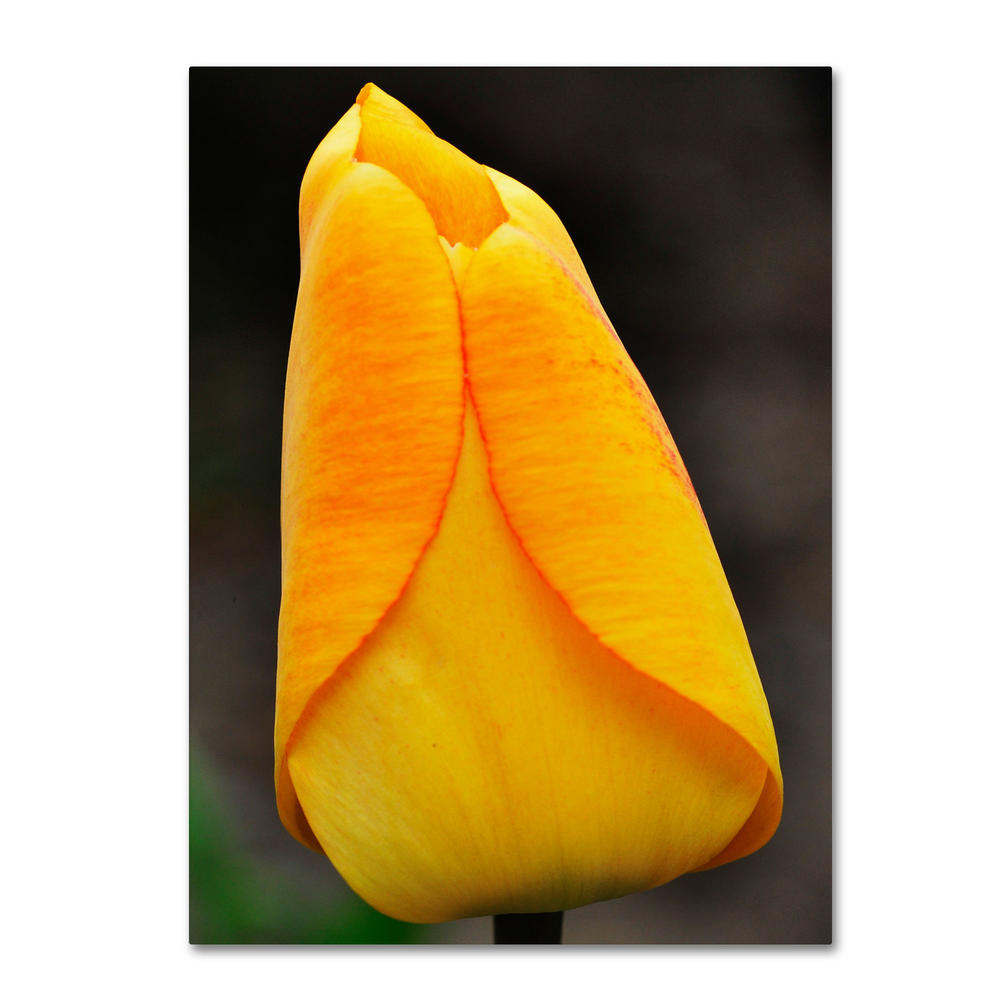 Trademark Global Kurt Shaffer 'Perfect Yellow Tulip' Canvas Art