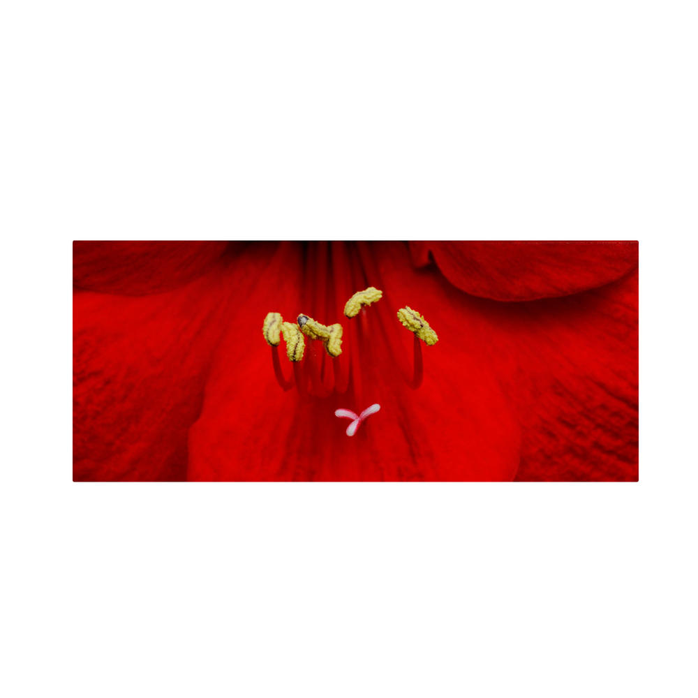 Trademark Global Kurt Shaffer 'Red (Amaryllis)' Canvas Art