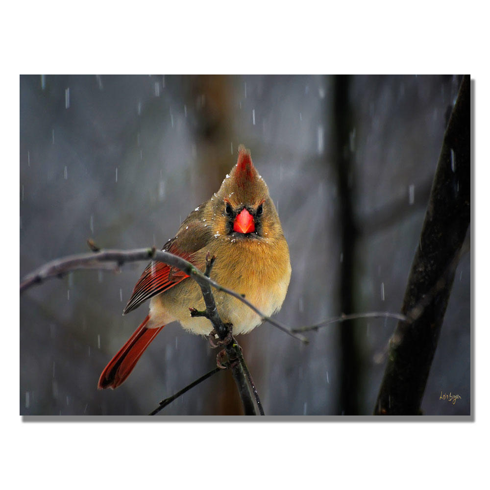 Trademark Global Lois Bryan 'Snowy Cardinal' Canvas Art 18" x 24"