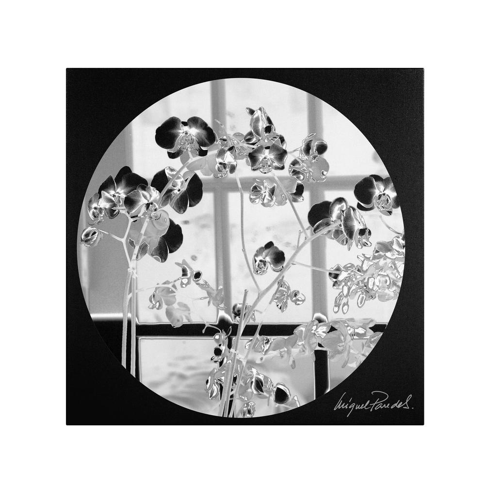 Trademark Global Miguel Paredes 'Black Orchids' Canvas Art