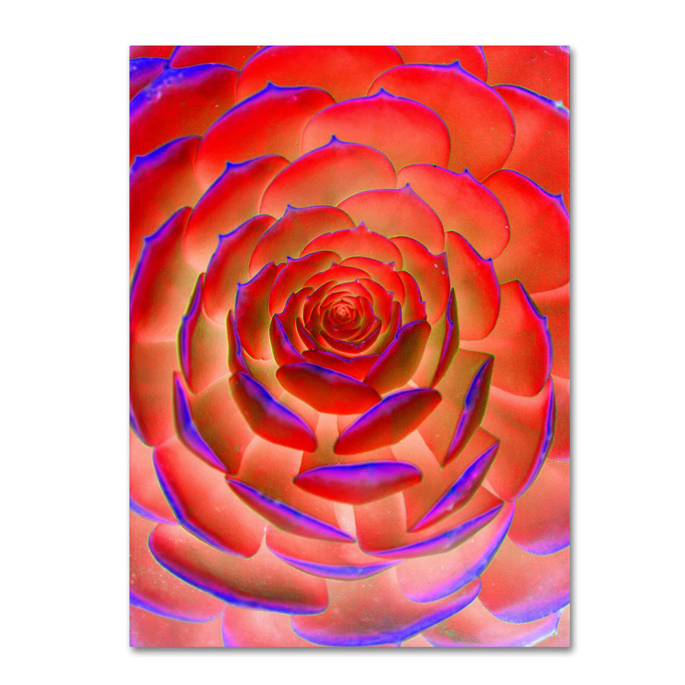 Trademark Global Patty Tuggle 'Plant Art' 16" x 24" Canvas Art