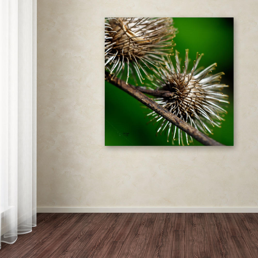Trademark Global Lois Bryan 'Prickly Square Format' Canvas Art
