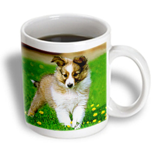 3dRose - Dogs Sheltie/Shetland Sheepdog - Sheltie Puppy - 11 oz mug, White 3dRose - Dogs Sheltie/Shetland Sheepdog - Sheltie Puppy - 11 oz mug, White