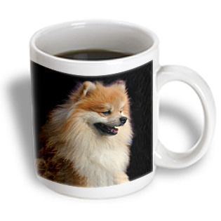 3dRose - Dogs Pomeranian - Pomeranian portrait - 11 oz mug, White 3dRose - Dogs Pomeranian - Pomeranian portrait - 11 oz mug, White