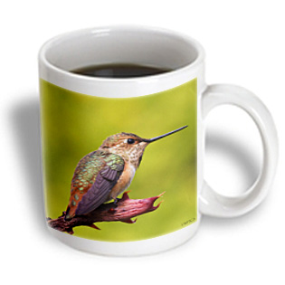 3dRose - VWPics Birds - Allens Hummingbird.(Selasphorus sasin).Irvine California - 15 oz mug, White 3dRose - VWPics Birds - Allens Hummingbird.(Selasphorus sasin).Irvine California - 15 oz mug, White