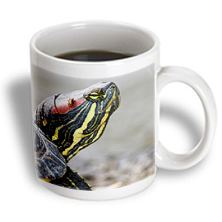 3dRose - Danita Delimont - Turtles - Red-eared pond slider turtle British Columbia-CN02 PCL0101 - Paul Colangelo - 11 oz mug, White 3dRose - Danita Delimont - Turtles - Red-eared pond slider turtle British Columbia-CN02 PCL0101 - Paul Colangelo - 11 oz mug, White