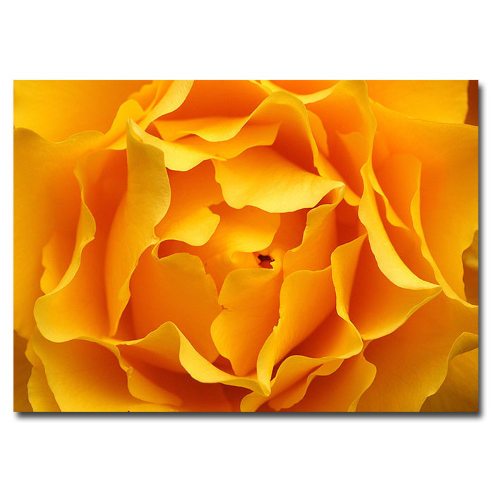 Trademark Global Kurt Shaffer 'Hypnotic Yellow Rose' Canvas Art