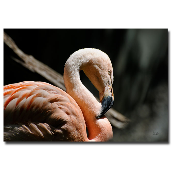 Trademark Global Lois Bryan 'The Sacred Old Flamingoes' Canvas Art