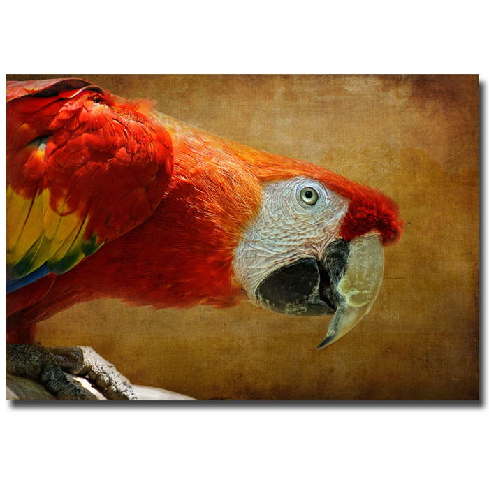 Trademark Global Lois Bryan 'Colorful Bird' Canvas Art