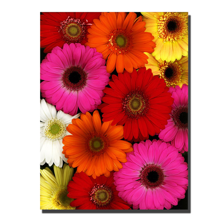 Trademark Global Preston 'Flowers' Canvas Art