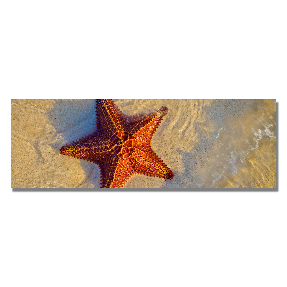 Trademark Global Preston 'Starfish' Canvas Art