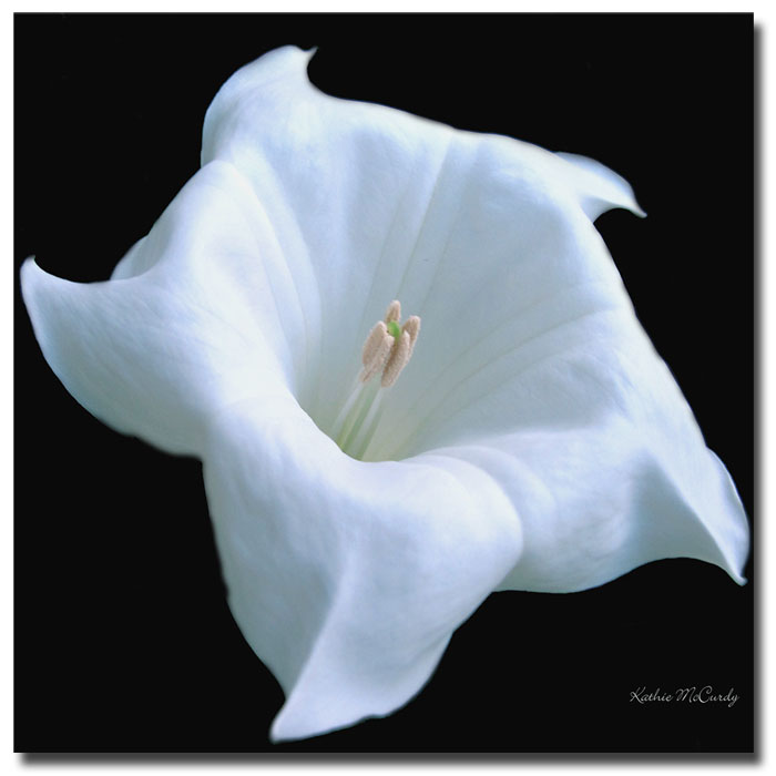 Trademark Global Kathie McCurdy 'Moonflower Black and White' Canvas Art