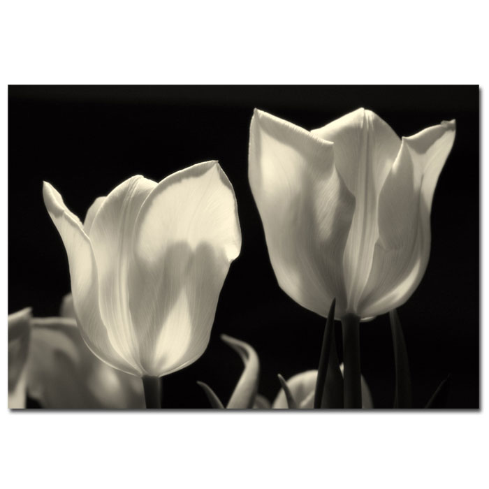 Trademark Global Martha Guerra 'Tulips' Canvas Art