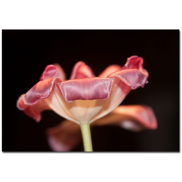 Trademark Global Martha Guerra 'Tulip' Canvas Art