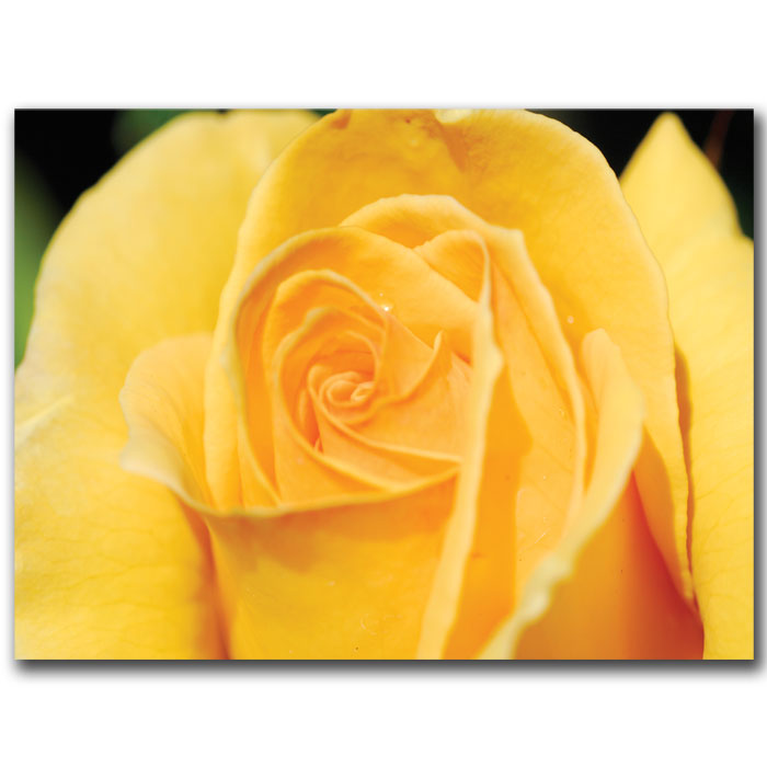 Trademark Global Kurt Shaffer 'Yellow Rose Close Up ' Canvas Art