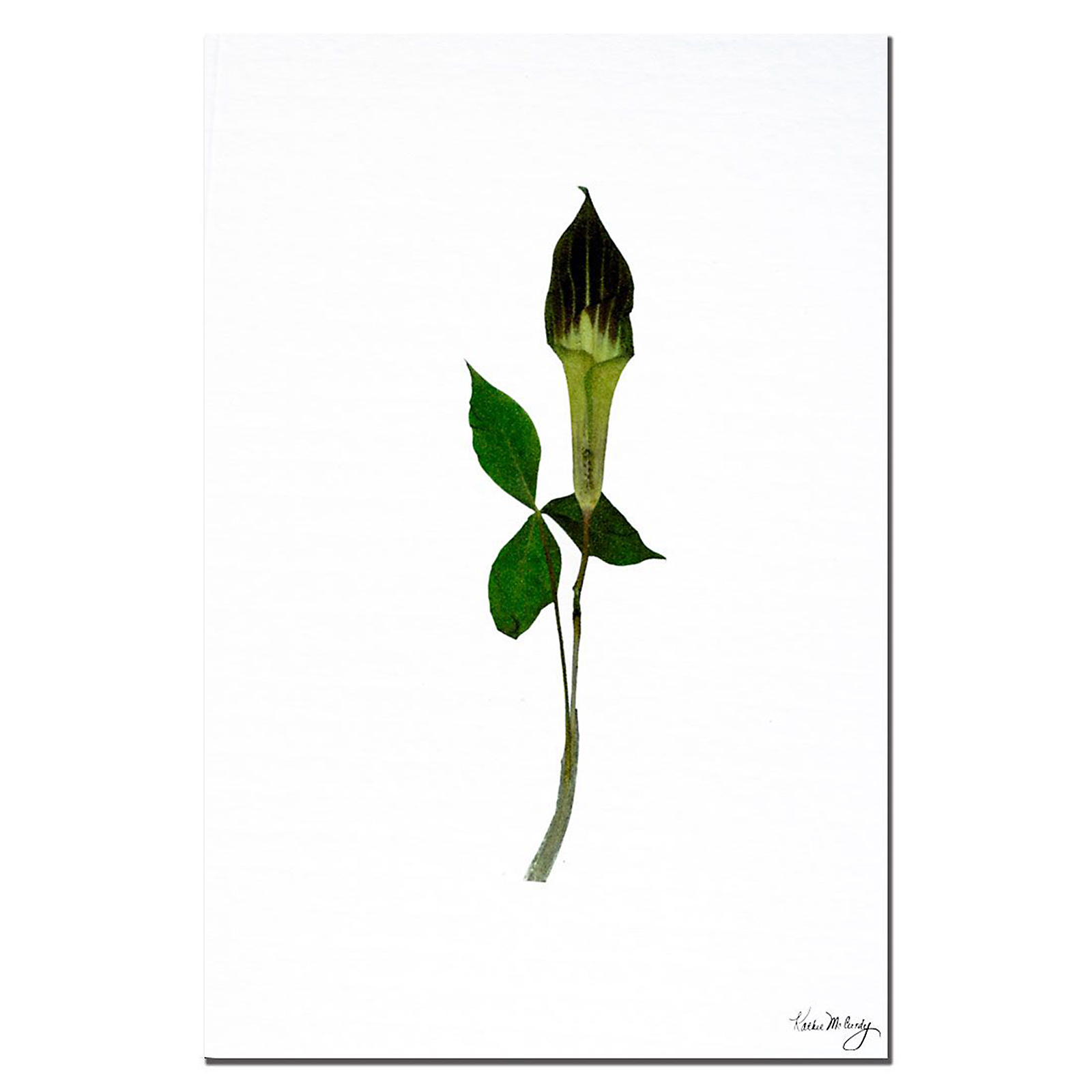 Trademark Global Kathie McCurdy 'Jack-in-the-Pulpit' 16" x 24" Canvas Art