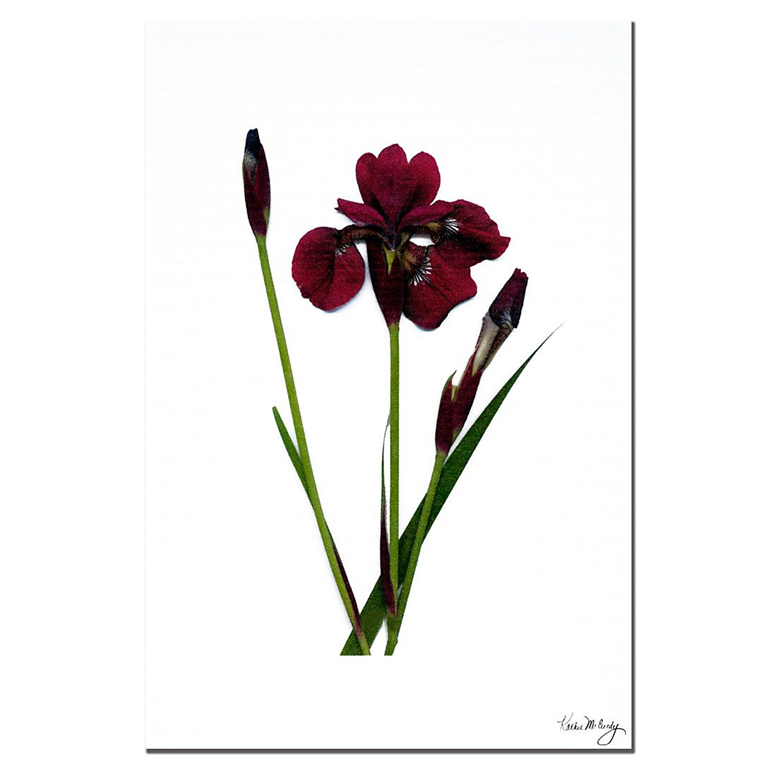 Trademark Global Kathie McCurdy 'Spicy Iris' 16" x 24" Canvas Art