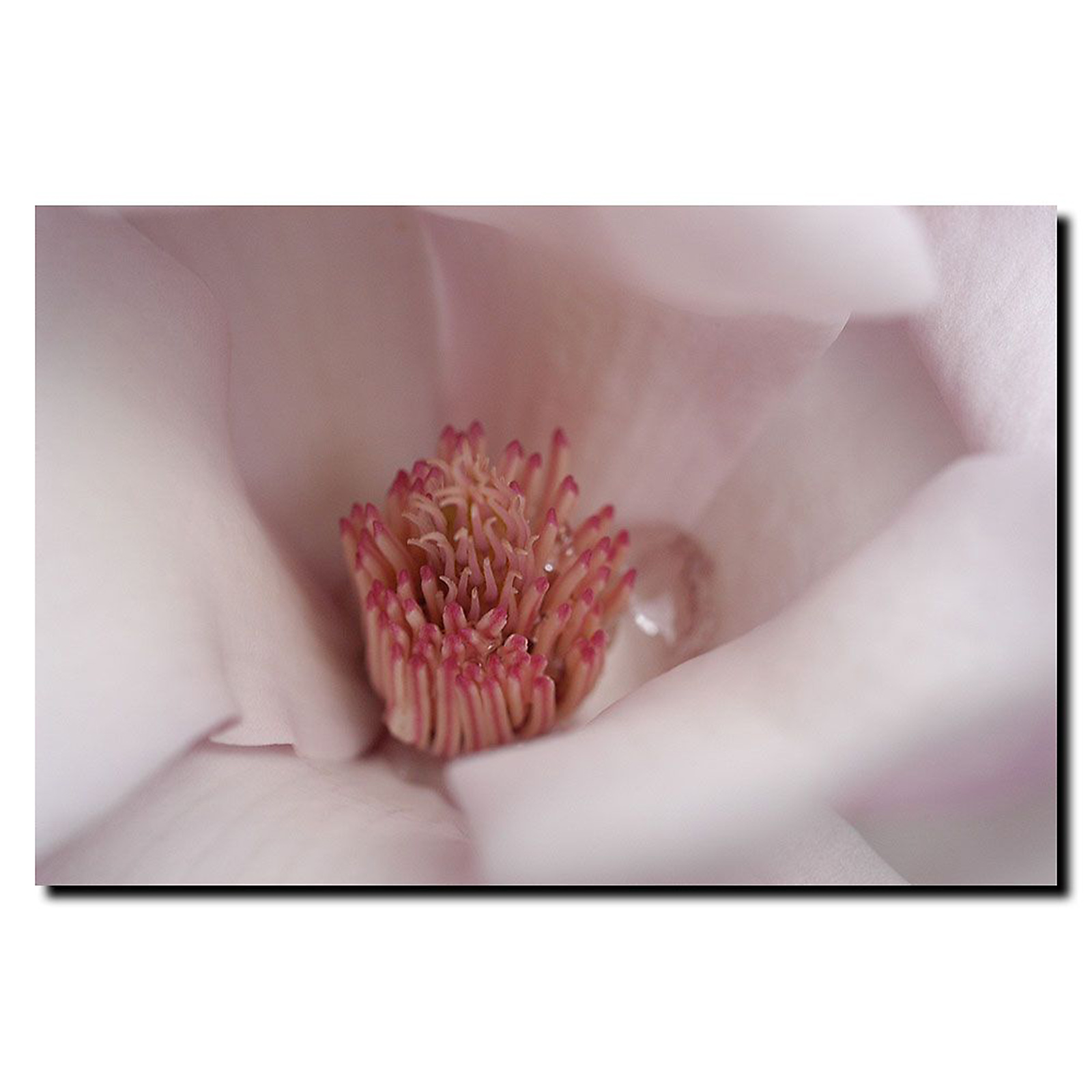 Trademark Global Kurt Shaffer 'Magnolia Raindrop ' 24" x 32" Canvas Art