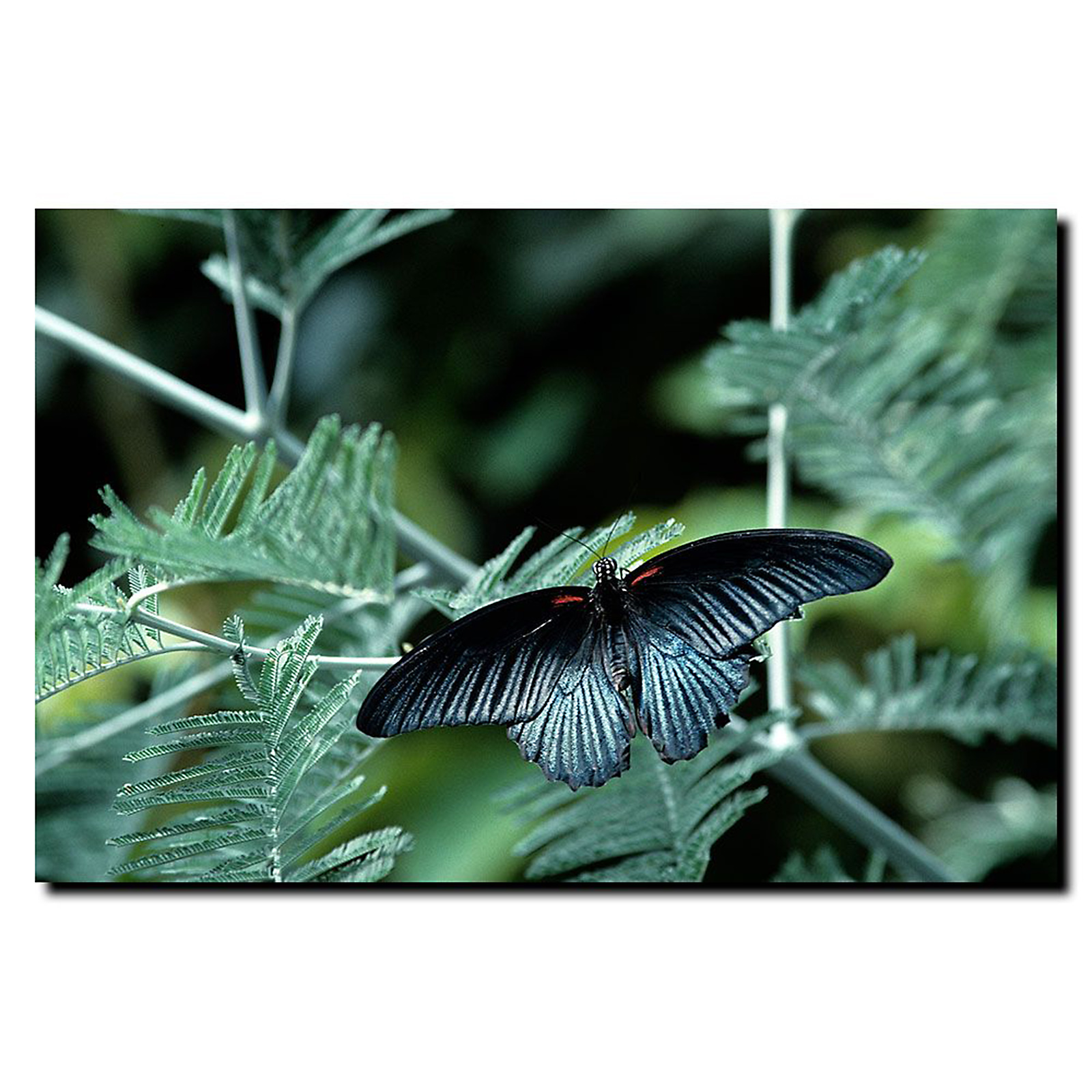 Trademark Global Kurt Shaffer 'Tropical Butterfly' Canvas Art