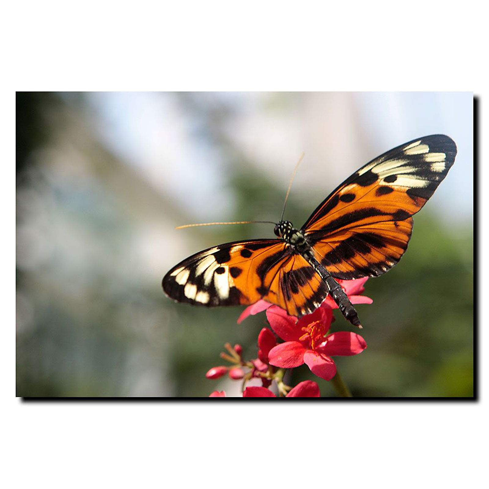 Trademark Global Cary Hahn 'Tropical Butterfly' 16" x 24" Canvas Art