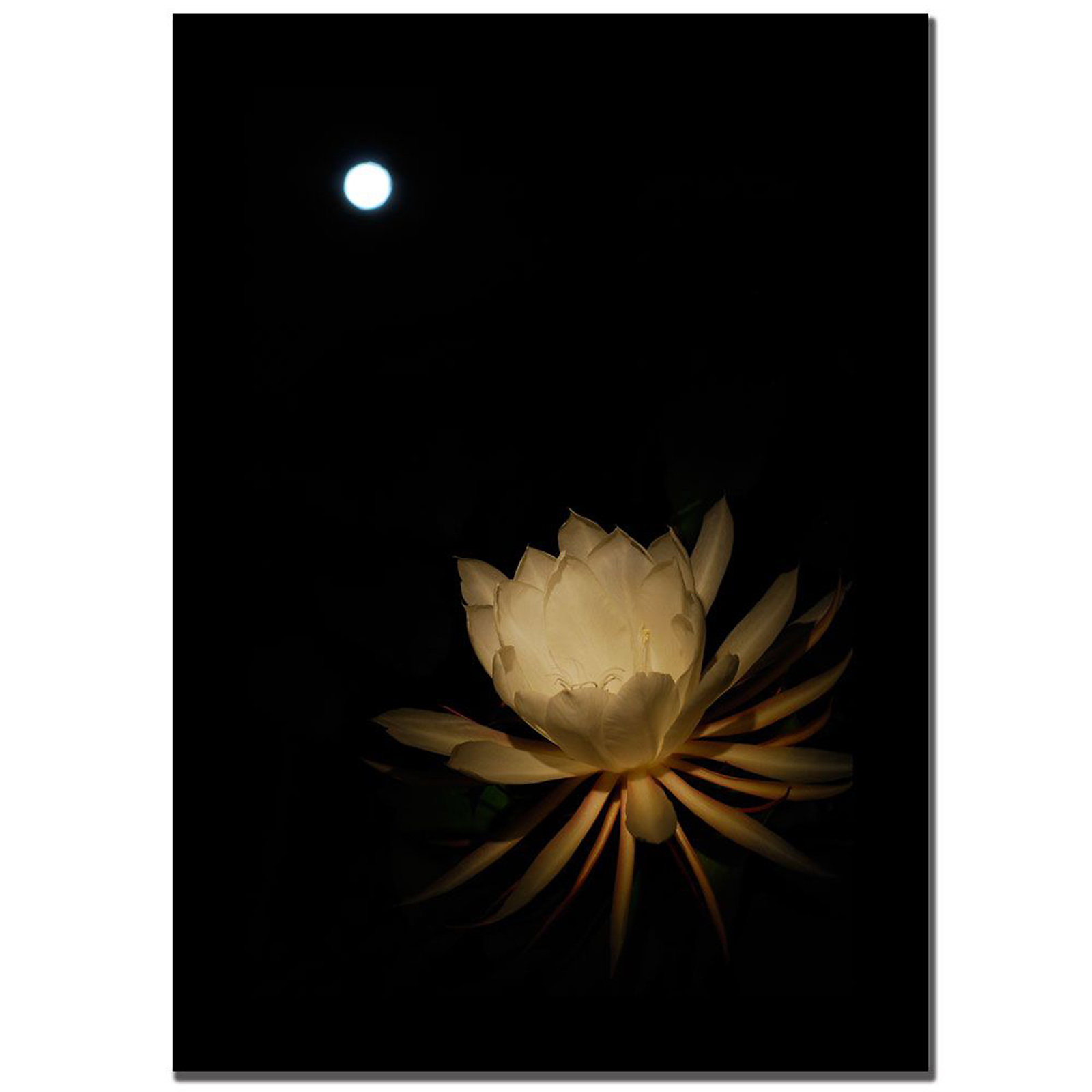 Trademark Global Kurt Shaffer 'Full Moon Bloom' 16" x 24" Canvas Art