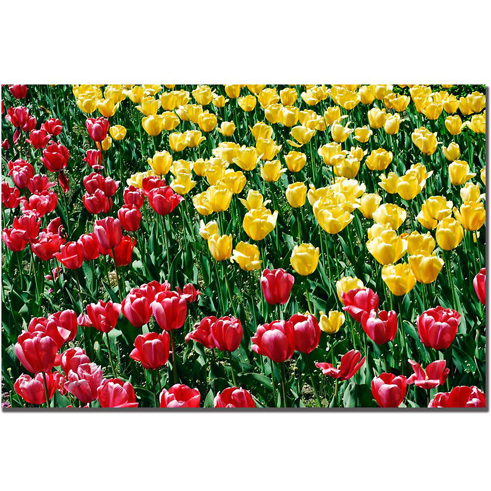 Trademark Global Kurt Shaffer 'Red and Yellow Tulips II' 16" x 24" Canvas Art