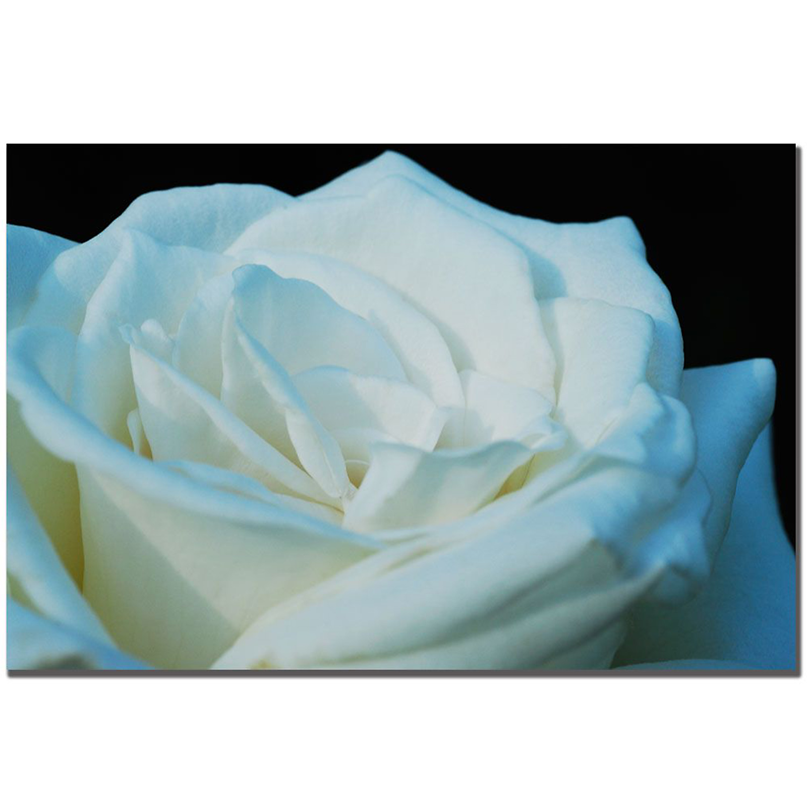 Trademark Global Kurt Shaffer 'White Rose' 16" x 24" Canvas Art