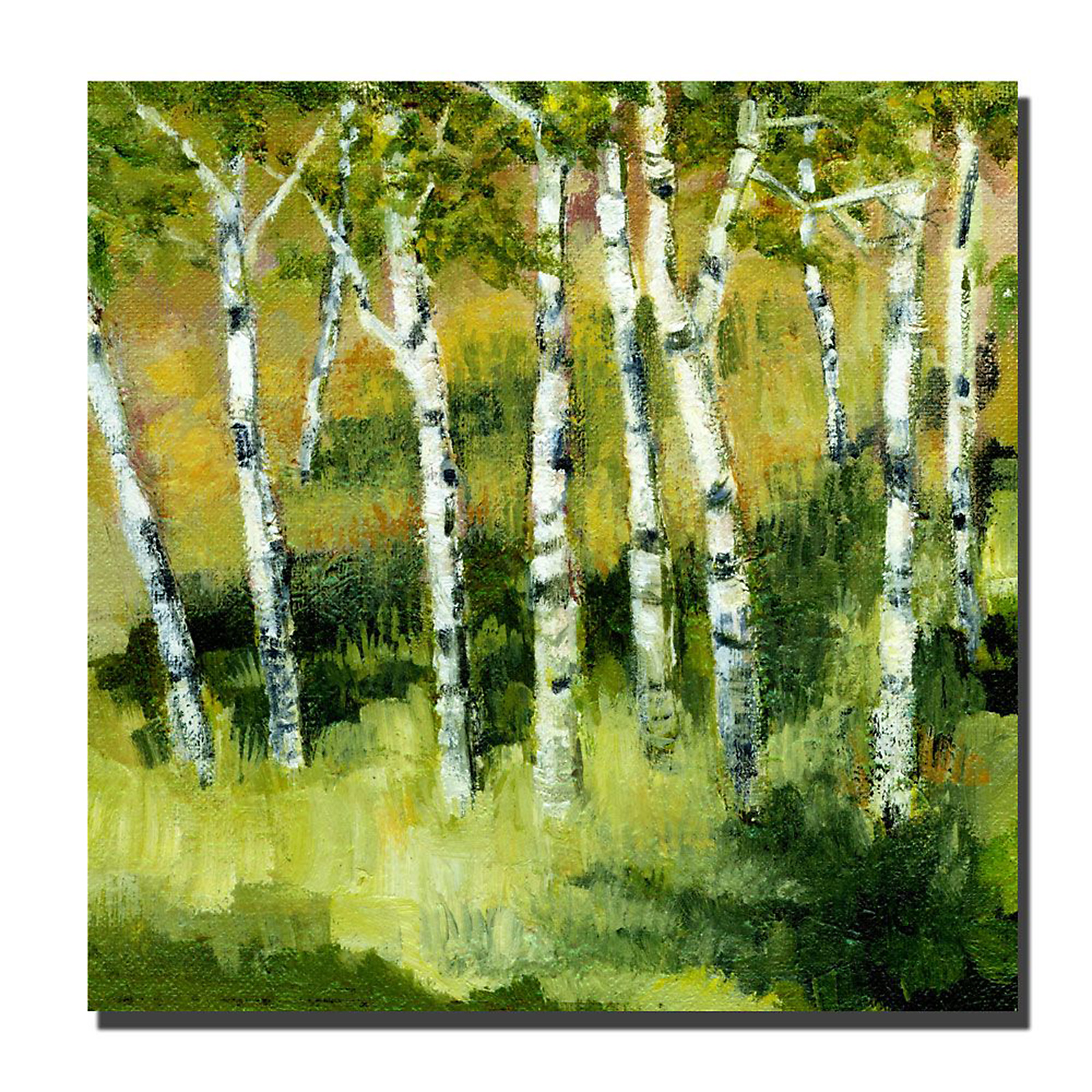 Trademark Global Michelle Calkins 'Birch Trees' 24" x 24" Canvas Art