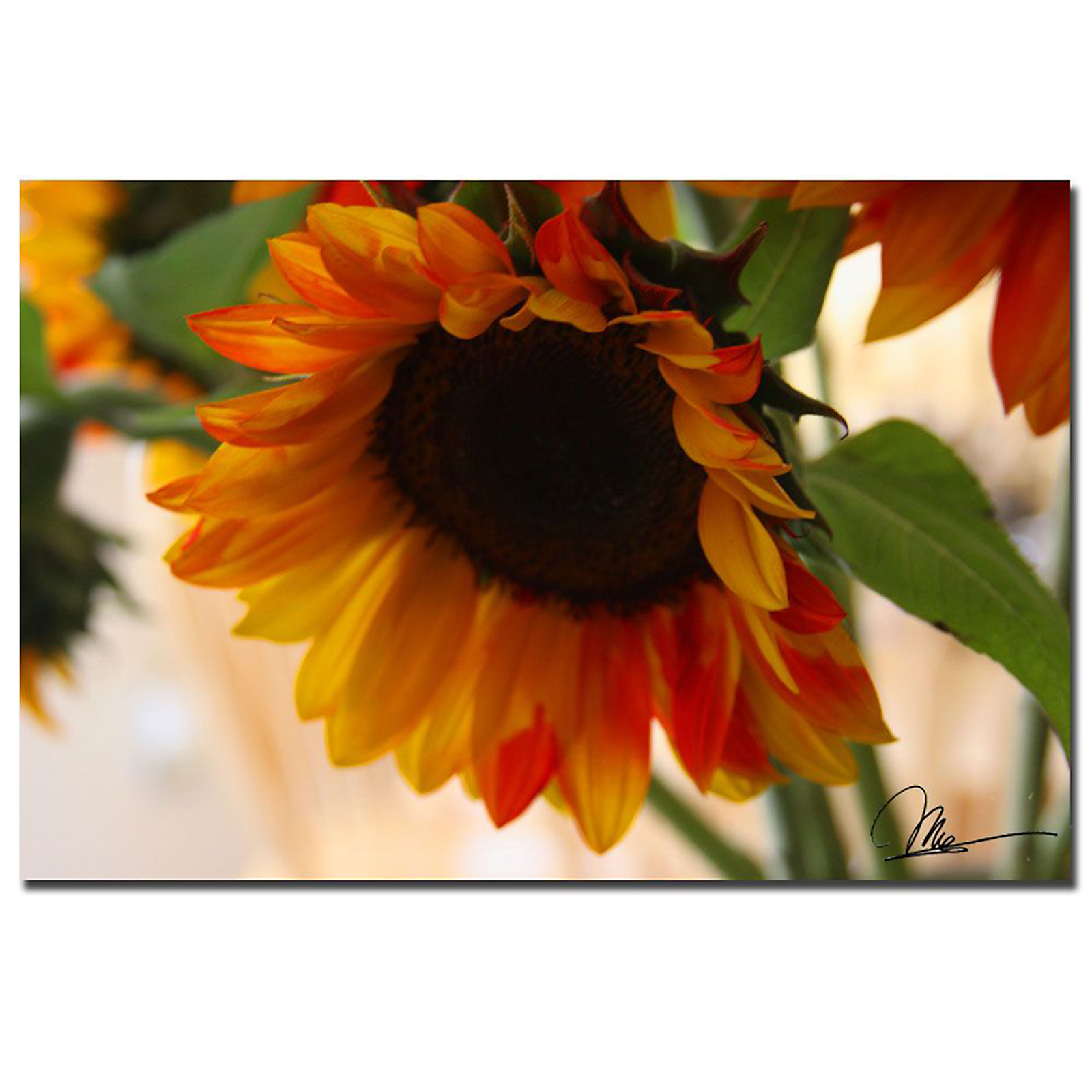 Trademark Global Martha Guerra 'Sunflowers VII' 16" x 24" Canvas Art
